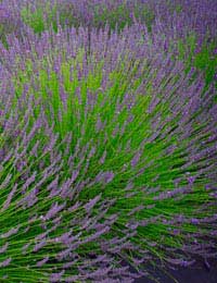 Useful Plants Herb Lavender Chamomile
