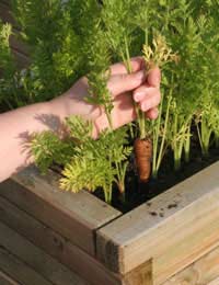 Growing Your Own Food